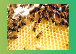 زنبور عسل کارگر شاهکار دارو و درمان